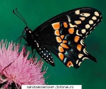 nota poza 6.... ♥♪♫SwEeT AdMiN♫♪