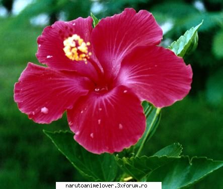 Ce floare te reprezinta? - Hibiscus O floare ce semnifica frumusete - !!Quiz-uri!!!